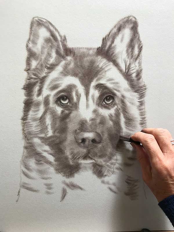 Akita Portrait work in progress