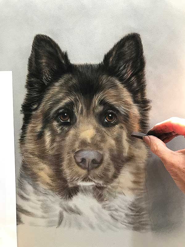 Akita Work in Progress