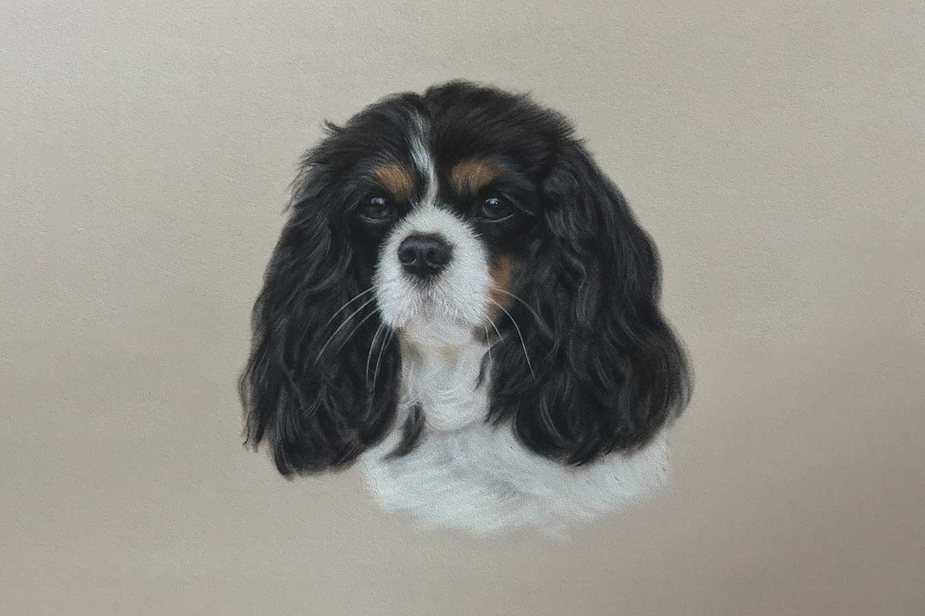 Cavalier King Charles Spaniel Portrait