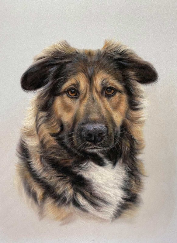 Dog portrait 2024