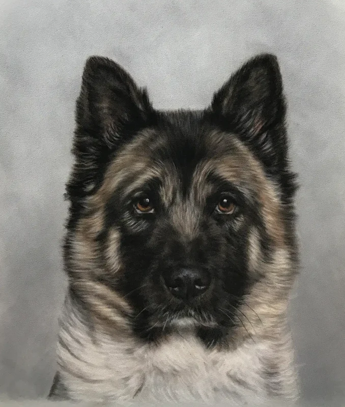 American Akita Portrait